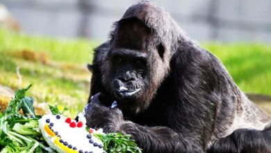 Gorila mais velho do mundo