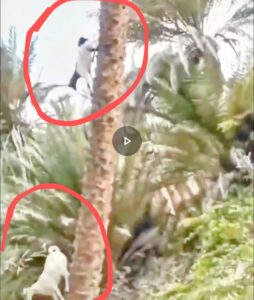 Cabras descendo de um coqueiro de forma surpreendente, demonstrando habilidades impressionantes de escalada em ambiente natural.